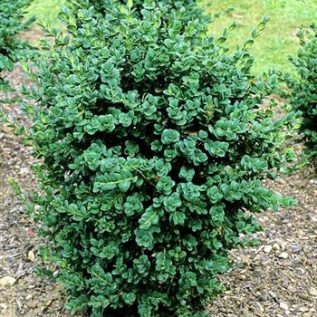 Buxus_sempervirens_Rotundifolia_2001_2669_q.jpg