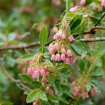 Enkianthus_campanulatus_2006_1504_q.jpg