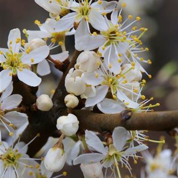 Prunus_spinosa_1S1B2818.JPG