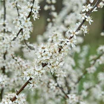 Prunus_spinosa_2008_0925.jpg