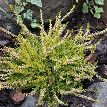 Calluna_vulgaris_Gold_Haze_1S1B3388.JPG