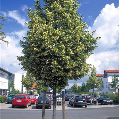 Tilia cordata 'Rancho'