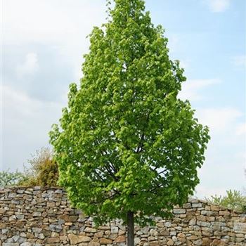 Tilia_cordata_Rancho_2008_1851.jpg