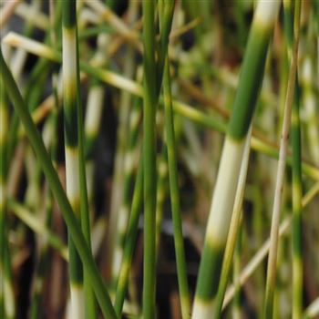 Scirpus_tabernaemontanus_Zebrinus_WI_Q1.jpg