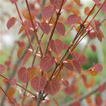 Cercidiphyllum_japonicum_2006_0498_Q.jpg