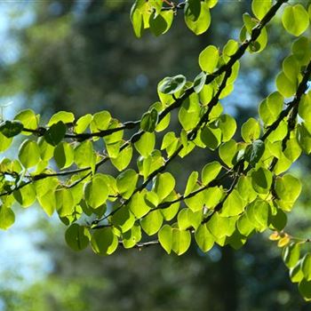 Cercidiphyllum_japonicum_2007_0647.jpg