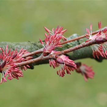 Cercidiphyllum_japonicum_2006_0382.jpg