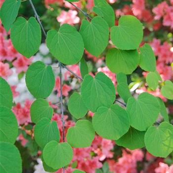 Cercidiphyllum_japonicum_2008_3483.jpg