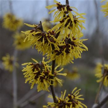 Hamamelis_intermedia_Westerstede_q.jpg