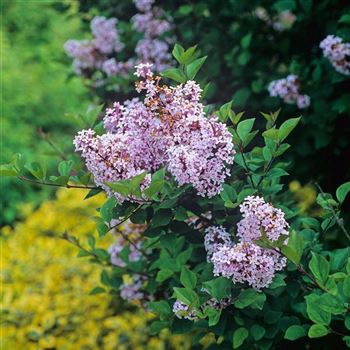 Syringa_Josee_2004_2291.jpg