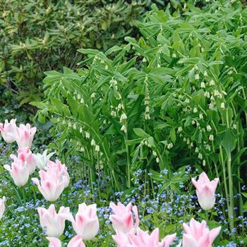 Polygonatum_multiflorum_HRM_Q3.jpg