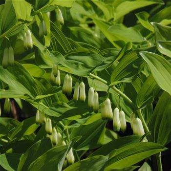 Polygonatum_multiflorum_WI_Q2.jpg