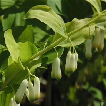 Polygonatum_multiflorum_WI_Q1.jpg