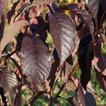 Prunus_serrulata_Royal_Burgundy_2005_5545.jpg