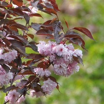 Prunus_serrulata_Royal_Burgundy_2009_1092.jpg