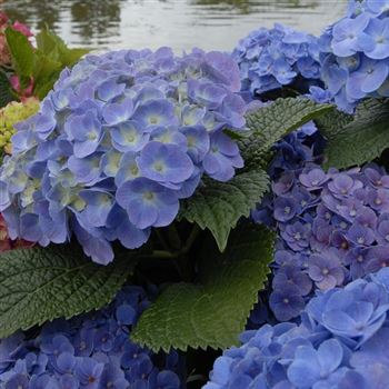 Hydrangea_Forever_Blue_Q1.jpg