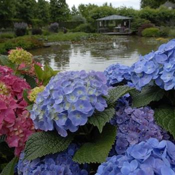 Hydrangea_Forever_Blue_R6.JPG