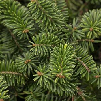 Abies balsamea 'Nana'