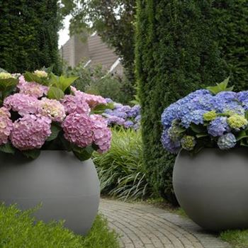 Hydrangea_Forever_Blue_R7.JPG