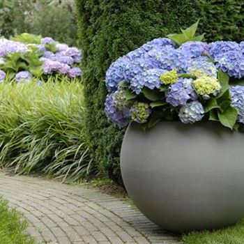 Hydrangea_Forever_Blue_R2.JPG