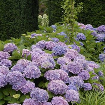 Hydrangea_Forever_Blue_R3.JPG