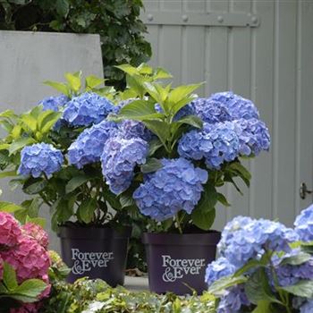 Hydrangea_Forever_Blue_R4.JPG