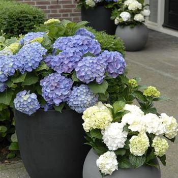 Hydrangea_Forever_Blue_R5.JPG