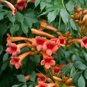 Campsis_radicans_2008_6659.jpg