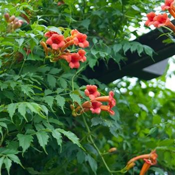 Campsis_radicans_2008_6685.jpg