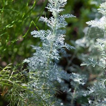 Artemisia schmidtiana 'Nana'