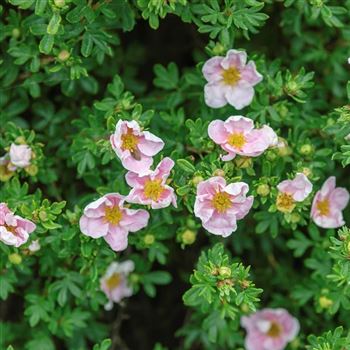 Potentilla_fruticosa_Princess_2006_2913.jpg