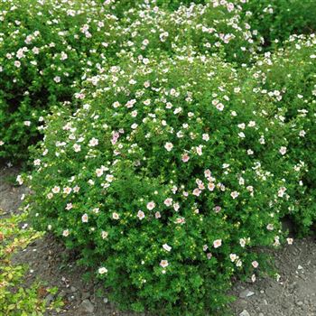 Potentilla_fruticosa_Princess_2006_2914.jpg