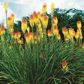 Kniphofia_Royal_Standard_UAS_Q1.tif