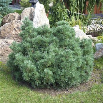 Pinus_sylvestris_Watereri_2007_6957.jpg