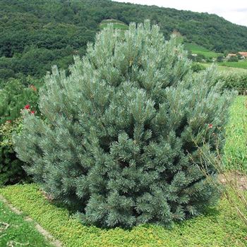 Pinus_sylvestris_Watereri_2005_3183_q.jpg