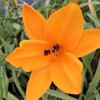 Hemerocallis_Norton_Orange_ODQ0NTgyNVo.jpg