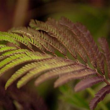 Albizia julibrissin 'Summer Chocolate'(s)