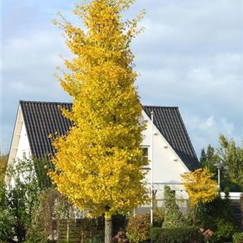 Ginkgo_biloba_Princeton_Sentry_2010_8925.jpg