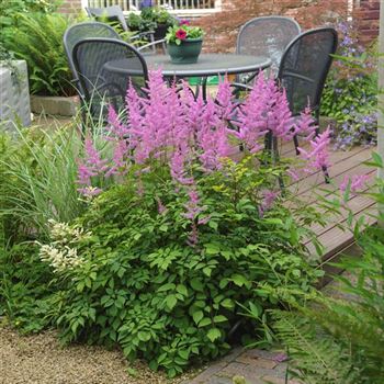 Astilbe_Amethyst_HRM_Q3.jpg