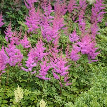 Astilbe_Amethyst_HRM_Q2.jpg