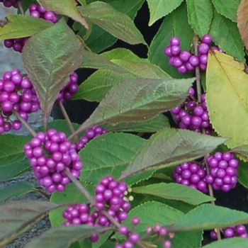 Callicarpa_bodinieri_Profusion_GR_R3.jpg