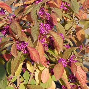 Callicarpa_bodinieri_Profusion_GR_R2.jpg