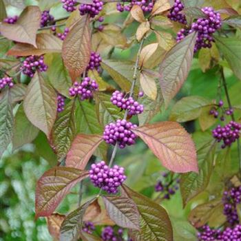 Callicarpa_bodinieri_Profusion_2010_7902.jpg