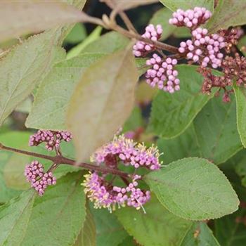 Callicarpa_bodinieri_Profusion_GR_R1.jpg