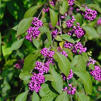 Callicarpa_bodinieri_Profusion_2006_6918_q.jpg