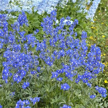 Delphinium_belladonna_Atlantis_HRM_Q2.jpg