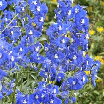 Delphinium_belladonna_Atlantis_HRM_Q1.jpg