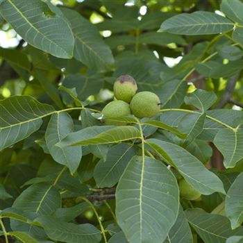 Juglans_regia_2006_4887.jpg