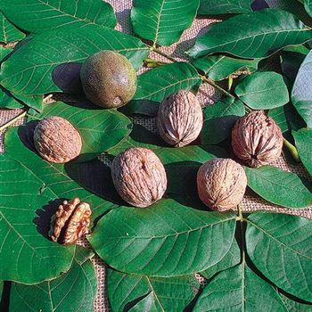 Juglans_regia_2000_3013.jpg