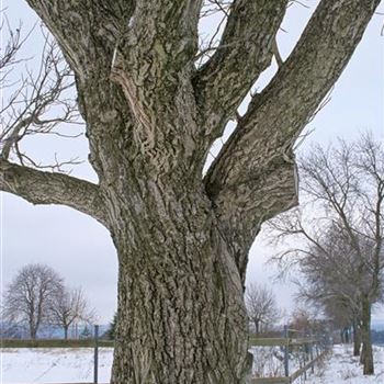 Juglans_regia_1999-0511.jpg